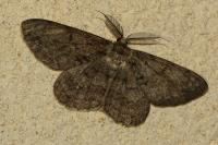 Hypomecis punctinalis