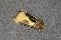 Diachrysia chrysitis/stenochrysis