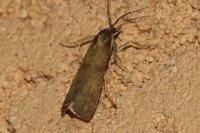 Hypochalcia ahenella