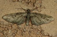 Eupithecia exiguata