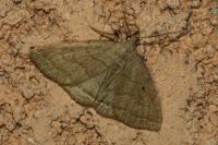 Herminia tarsipennalis