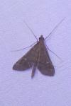 Dolicharthria punctalis
