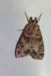 Eudonia mercurella