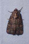 Mesapamea secalella/secalis