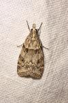 Scoparia subfusca