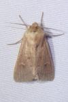 Mythimna ferrago