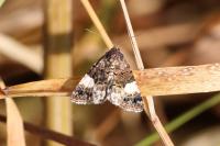 Tyta luctuosa