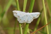 Scopula ornata