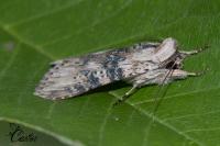 Cucullia absinthii