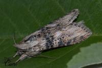 Cucullia absinthii