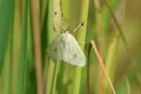 Sitochroa palealis