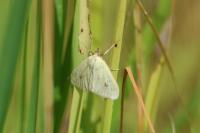Sitochroa palealis