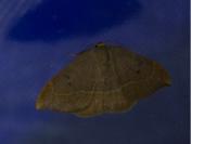 Watsonalla binaria