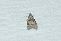 Eudonia delunella