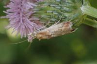 Ancylosis cinnamomella