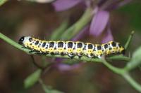 Cucullia lactucae