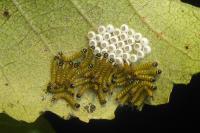 Phalera bucephala