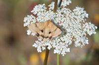 Heliothis viriplaca