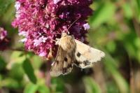 Heliothis viriplaca