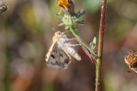 Heliothis viriplaca