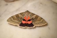 Catocala elocata