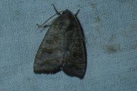 Ipimorpha subtusa
