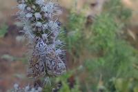 Elophila nymphaeata