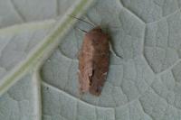 Cosmia affinis
