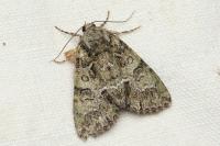 Polyphaenis sericata