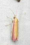 Oncocera semirubella