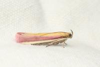 Oncocera semirubella