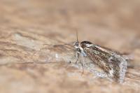Pyrausta aerealis