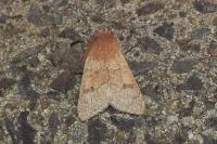 Orthosia miniosa