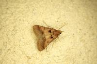 Stemmatophora brunnealis