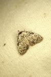 Nola confusalis