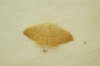 Watsonalla binaria