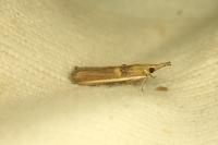 Etiella zinckenella