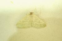 Idaea subsericeata