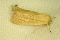 Mythimna pallens