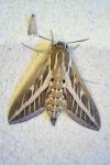Hyles livornica