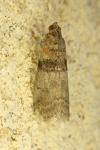 Sciota rhenella