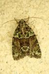Cryphia algae