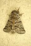 Thaumetopoea pityocampa