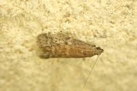 Ephestia woodiella/parasitella/elutella