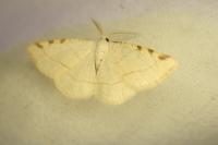 Stegania trimaculata