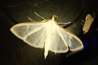 Palpita vitrealis