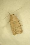 Caradrina clavipalpis