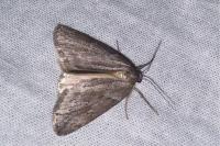 Pachycnemia hippocastanaria hippocastanaria