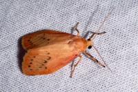 Miltochrista miniata