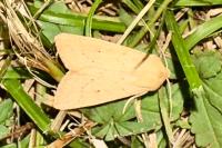 Mythimna vitellina